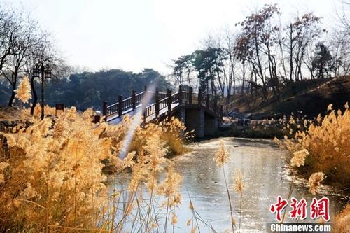 11月20日，随着近日冷空气到来，北京气温逐步下降，圆明园迎来观赏芦苇的绝佳时节。据悉，2017年圆明园有选择地在狮子林、玉玲珑馆和九州景区等处保留了部分水面的芦苇，着力营造秋冬季节的水面景观。芦苇在为游客提供新景色的同时，也为鸟类提供栖息、觅食、繁殖的家园，并可涵养水源，巩固湿地生态环境。中新社发 圆明园管理处供图