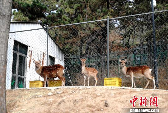 即使天气寒冷，台湾梅花鹿仍喜欢在户外活动。图为今年刚出生的小鹿“淘淘”与鹿爸爸鹿妈妈在一起。　张玉稳 摄