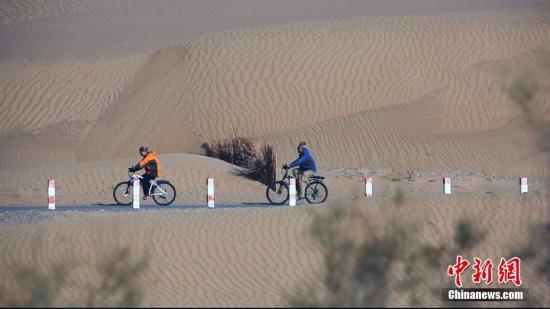 且末县沙漠治理成效显著，游客体验沙漠游。 王小军 摄