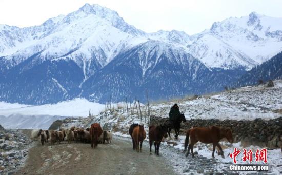 资料图：新疆昭苏县的牧民赶着牲畜转往冬季牧场。李文武 摄