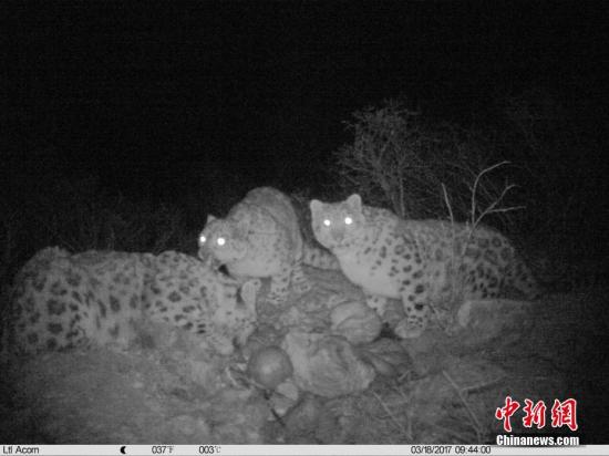 红外相机监测画面显示，雪豹妈妈和两只雪豹幼仔一起正大快朵颐一头家养牦牛，时长超过两个小时。(山水自然保护中心供图)
中新社记者 钟欣 摄