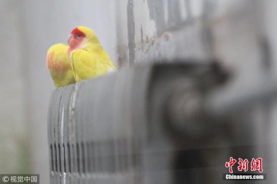 12月14日，中国多地降温降雪，动物园中的动物为抵御寒冷的天气，各出奇招。在山东济南动物园园内，鹦鹉聚集在暖气上取暖。 郑涛 摄 图片来源：视觉中国