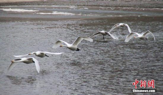 9月下旬陆续到孔雀河越冬的天鹅等禽鸟不得不搬家到杜鹃河。 杨厚伟 摄