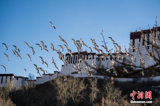 资料图：一群候鸟飞过位于布达拉宫脚下的宗角禄康公园。 中新社记者 何蓬磊 摄
