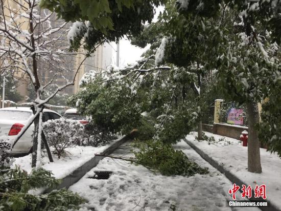 合肥岳西路上，受暴雪影响，树木折损严重。吴兰 摄