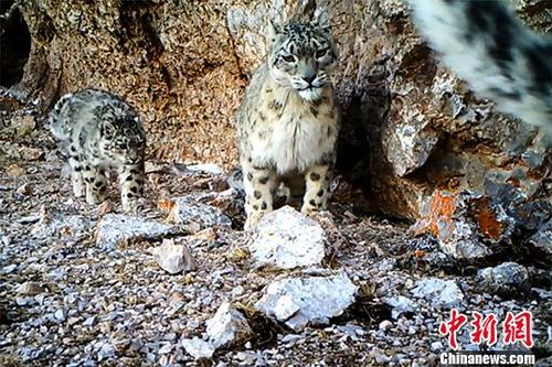 图为红外相机拍摄到的雪豹。(广州市远望野生动物保护服务中心供图)
中新社记者 梁旭昶 摄