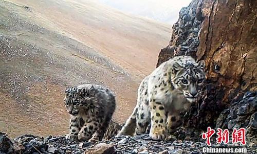 雪豹被称为“雪山之王”，是中国国家一级保护动物，已被列入国际濒危野生动物红皮书。(广州市远望野生动物保护服务中心供图)
中新社记者 梁旭昶 摄