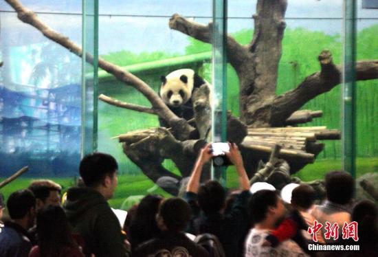 资料图片：台北市立动物园大熊猫馆内人潮挤爆。 黄少华 摄