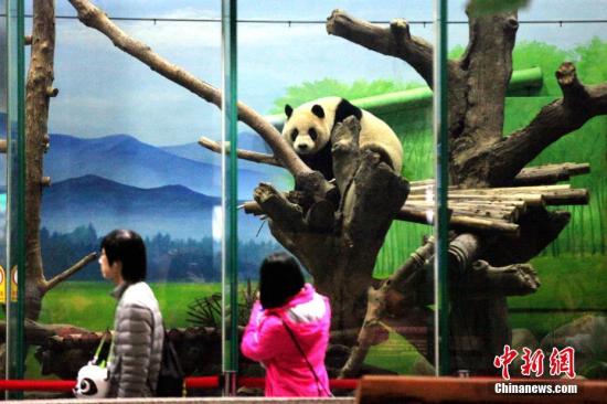 2月20日是台湾春节六天连假的最后一天，台北市立动物园大熊猫馆内人潮挤爆。当天，由4岁半的大熊猫“圆仔”轮值出场，其慵懒的萌态迷倒大批民众。其父母、大陆赠台大熊猫“团团”和“圆圆”则进行例行检查。据悉，除休园日外，台北动物园春节期间每天都有数万人入园参观。 黄少华 摄
