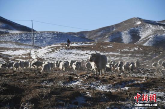 在海拔2800多米的甘肃天祝藏族自治县松山镇黑马圈河村，牧民卓玛才旦和儿子赶着他家的百余头白牦牛在冬春草场上放牧。卓玛才旦和儿子两代人经过30多年的努力，已经建立了自家100多头白牦牛核心种群。天祝白牦牛是海拔3000米以上高寒草原上的特有畜种，是中国稀有珍贵的遗传资源，被农业部列入国家级畜禽遗传资源保护名录。 天祝县经过多年的努力，白牦牛核心群组建已初见成效。目前，当地已建立起6个白牦牛保护区，白牦牛核心群已达20群1000头，扩繁群100群6800头。中新社记者 杨艳敏 摄