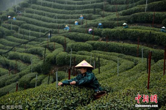 明前茶贵如金，杭州西湖龙井雨中开摘。 汪建春 摄 图片来源：视觉中国