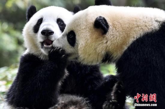 3月28日，大熊猫双胞胎“亲亲”和“爱爱”在新居所玩耍。大熊猫“梅青”于2016年10月在广州长隆诞下双胞胎“亲亲”和“爱爱”。目前“亲亲”和“爱爱”已正式断母乳，并离开母亲“梅青”在新的居所生活。 中新社记者 陈骥� 摄