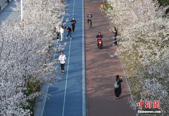 资料图：浙江杭州一条跑道两边的樱花绽放，引得市民纷纷观赏。 中新社记者 王刚 摄
