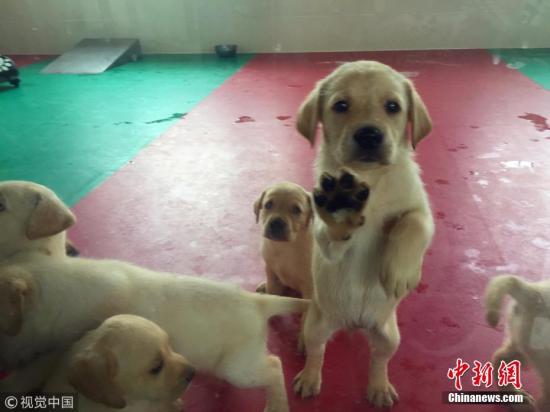 6月26消息，在海关总署北京缉私犬基地一个50平米左右用玻璃墙围起的房间里，17只5周大的拉不拉多幼犬，有的正酣睡，有的在打闹玩耍，而对阵阵刺耳的声响好似充耳不闻。听见有人来，幼犬们连滚带爬地涌到玻璃围栏前，有的竟踩着“兄弟姐妹”立起身扒着玻璃好奇地观望着。这些呆萌的幼犬可不是一般的宠物，不久它们有可能成为毒贩的克星――缉毒犬。 文字来源：法制网 蔡岩红 摄 图片来源：视觉中国