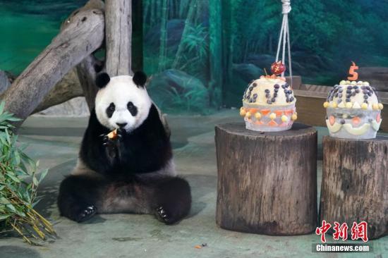 资料图：2018年7月6日，大陆赠台大熊猫团团、圆圆的“长女”圆仔在台北市立动物园迎来5岁生日。中新社记者 张宇 摄