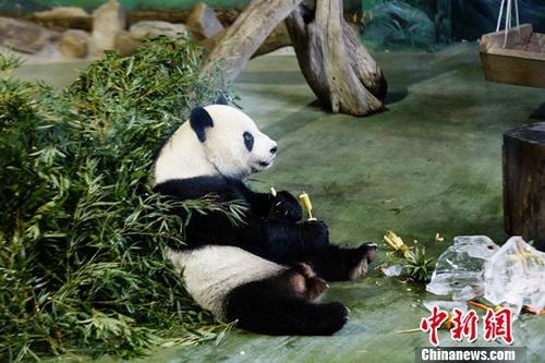 资料图：大熊猫圆圆。中新社记者 杨程晨 摄