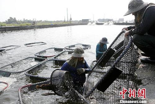 图为东港养殖户在养鱼池按照重量、大小分拣龙胆石斑鱼。中新社记者 杨程晨 摄