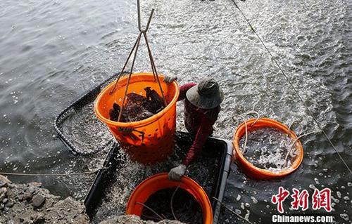 资料图为2018年台湾屏东县东港养殖户，将龙胆石斑鱼从养鱼池搬上卡车，再运至码头销往大陆。中新社记者 杨程晨 摄