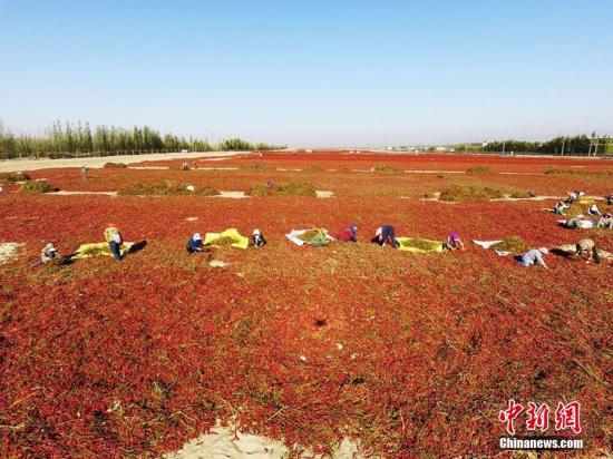 资料图：航拍新疆生产建设兵团第二师二十一团辣椒晾晒场面