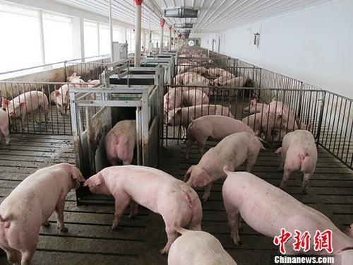 资料图：肉猪养殖场。 中新社记者 林浩 摄
