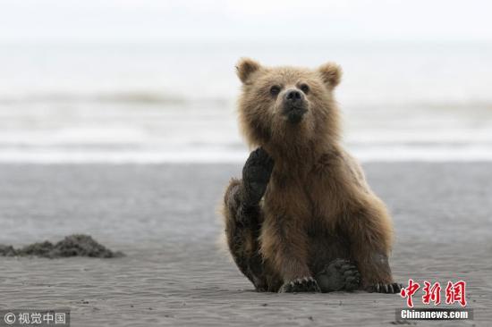 近日，英国防止虐待动物协会(RSPCA)青年摄影奖揭晓。英国保护动物组织RSPCA自1990年起，一直举办RSPCA Young Photographer Awards摄影比赛，旨在让18岁以下的青少年摄影爱好者参与。图为15岁的Will Jenkins拍摄的一只棕熊在海滩上挠痒痒。图片来源：视觉中国