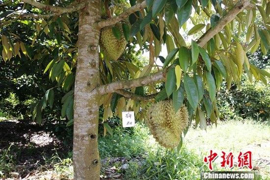 Hainan eager for first durian crop
