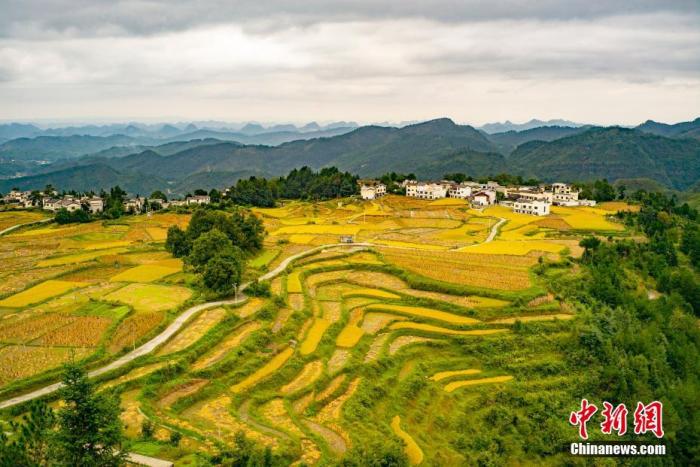 资料图：贵州省贵阳市高坡苗乡的收获季景象。
中新社记者 侯宇 摄