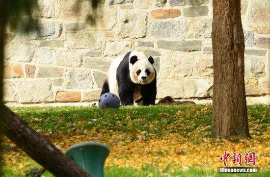 Giant pandas at U.S. Smithsonian's National Zoo all healthy, Chinese, U.S. experts say
