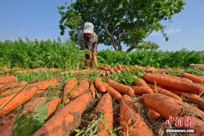 资料图：中国种植户正在采收胡萝卜。 林弘梫 摄