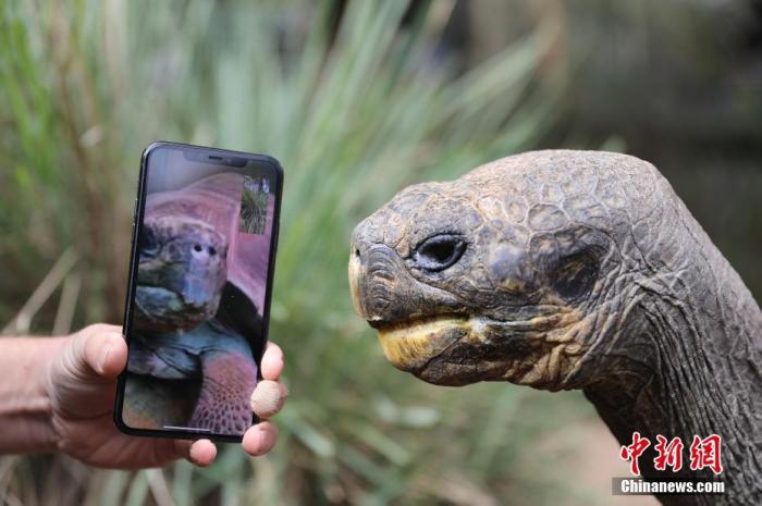 当地时间2021年8月2日，澳大利亚，当地动物园内有一只70多岁的濒危陆龟——加拉帕戈斯象龟，它在与自己被隔离的“女友”通过电话视频的方式“谈恋爱”。