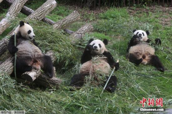 Three giant pandas born in Belgium to head back to China