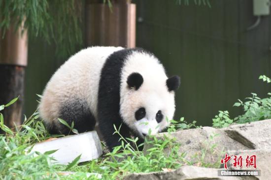 Beloved giant pandas depart U.S. national zoo for China