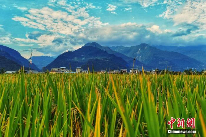 资料图：四川平武乡村，蓝天白云下成片的水稻。胡宇 摄