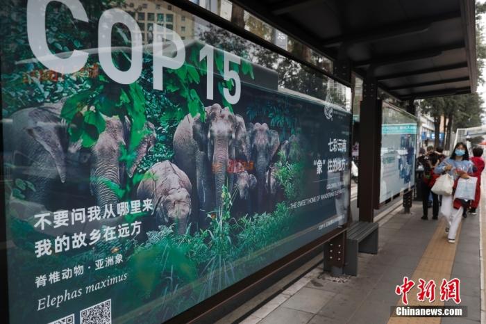 10月11日，云南省昆明市街头的COP15海报。中新社记者 李嘉娴 摄  