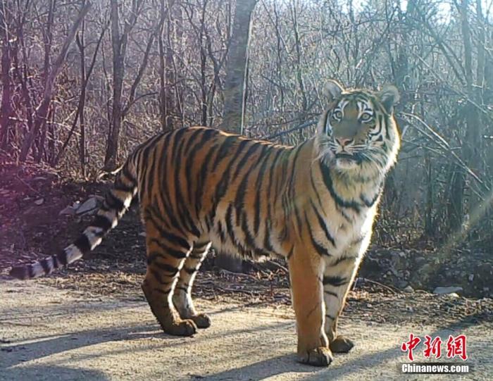 资料图为远红外相机拍摄的东北虎照片。 中新社发 吉林省林业和草原局宣传中心 供图