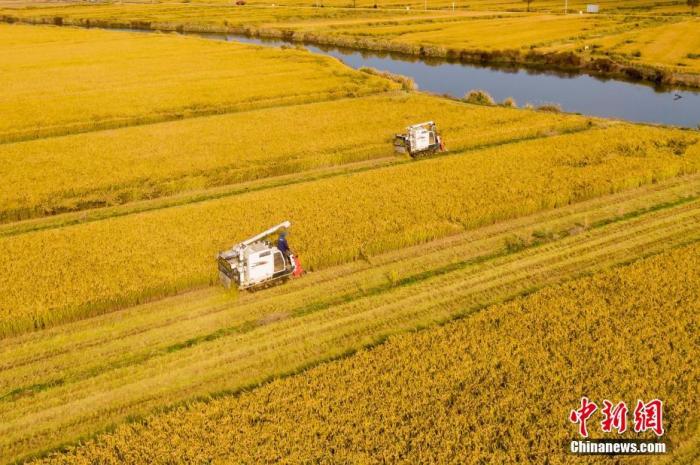 资料图：工作人员驾驶着收割车穿梭在金黄色的稻田里收割。 中新社记者 泱波 摄