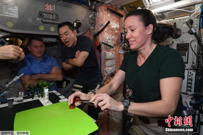 资料图：当地时间2021年11月3日报道，国际空间站上的宇航员首次在站内种植辣椒，这种辣椒现在被宇航员们当作墨西哥玉米卷中的配菜一起食用。今年6月，辣椒种子被送入国际空间站，该项目正是美国宇航局（NASA）观察食物在太空中如何生长试验的一部分。值得一提的是，该试验拟为太空任务打造潜在的食物来源，而其中就包括可能的火星探测任务。