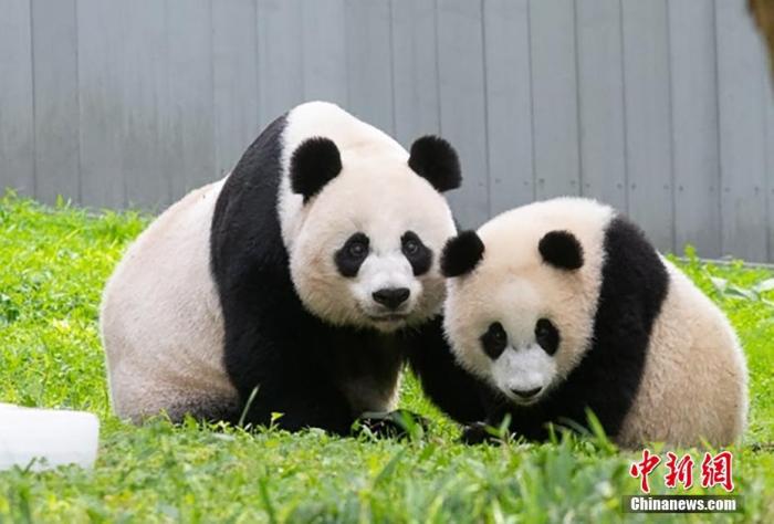 当地时间3月16日，位于美国首都华盛顿的国家动物园宣布，从即日起至8月27日，该园将举办丰富多彩的系列活动，隆重庆祝大熊猫抵美50周年。资料图为2021年8月21日拍摄的大熊猫“美香”和“小奇迹”。 中新社发  Skip Brown 摄