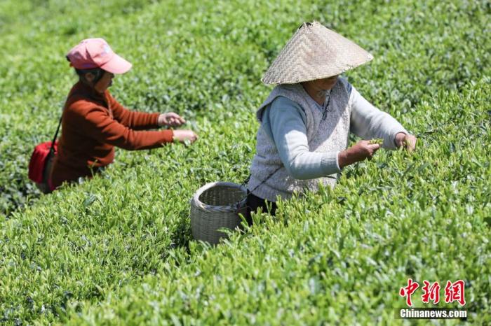 图为两位茶农在云雾镇鸟王村茶园采摘茶叶。瞿宏伦摄