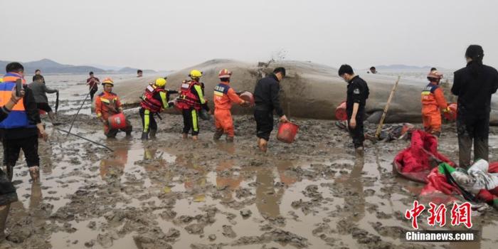 图为消防救援人员对搁浅的抹香鲸进行脱水保护救援。 黄晶晶 摄
