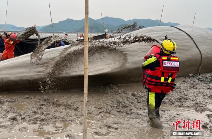 图为消防救援人员对搁浅的抹香鲸进行脱水保护救援。 黄晶晶 摄