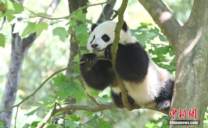 资料图：在树上卖萌的大熊猫。 安源 摄