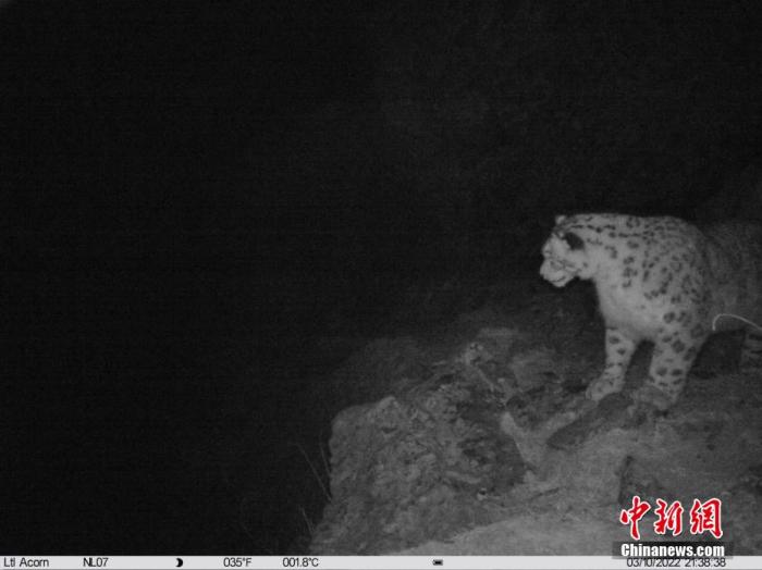 日前，科研团队在西藏自治区拉萨市堆龙德庆区乃朗寺后山上记录到了雪豹的红外影像消息。监测显示，今年3月初，一只成年雪豹走到一台位于山脊线上的红外相机触发陷阱前面，不断上前用鼻子触碰。山水自然保护中心 供图