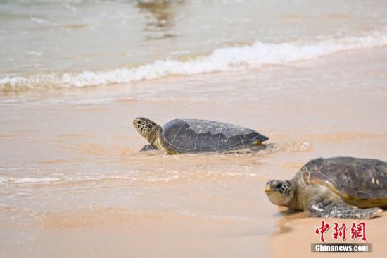 Sansha conservation work protects green sea turtles