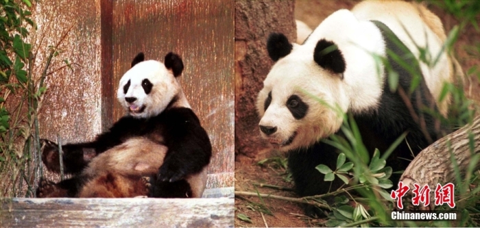 1999年5月，由中央政府赠送予香港特区的一对珍贵大熊猫——安安(右)与佳佳(左)，在新开放的海洋公园内舒适的生活。中新社发 洪少葵 摄