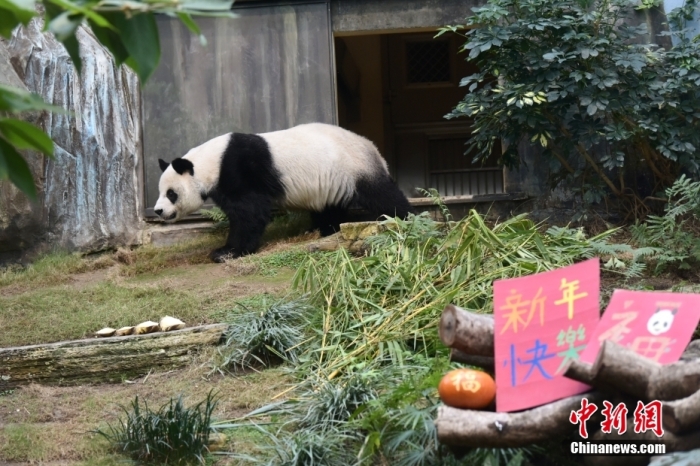 资料图为香港海洋公园大熊猫安安。 中新社记者 李志华 摄