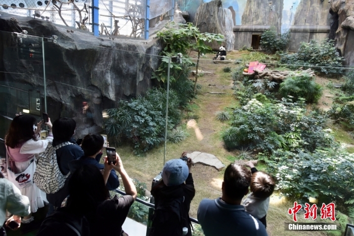 资料图为香港市民参观大熊猫安安。 中新社记者 李志华 摄