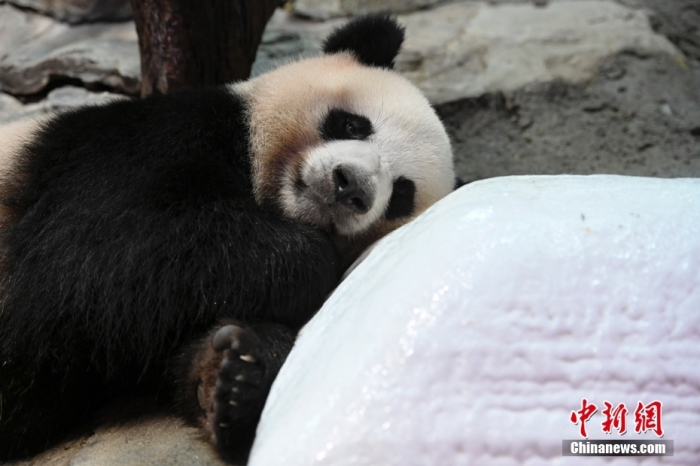 7月22日，广东省广州市持续高温天气，生活在长隆野生动物世界内的大熊猫“婷仔”躺在冰块旁消暑。 <a target='_blank' href='/'>中新社</a>记者 陈骥旻 摄　