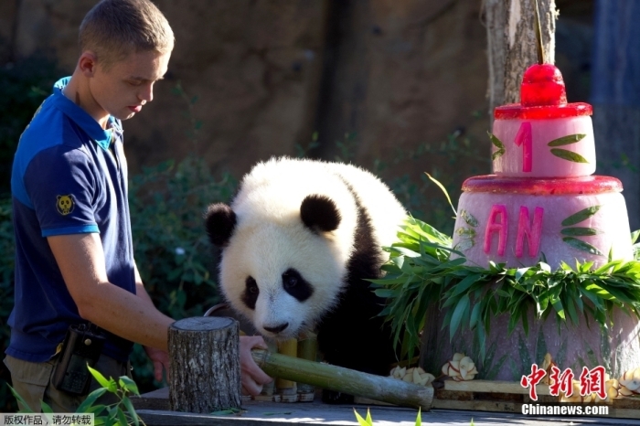 当地时间8月2日 ，法国博瓦尔动物园，旅法大熊猫双胞胎“欢黎黎”和“圆嘟嘟”庆祝1周岁生日
。2021年8月2日	 ，旅法大熊猫双胞胎“欢黎黎”和“圆嘟嘟”在博瓦尔动物园出生。