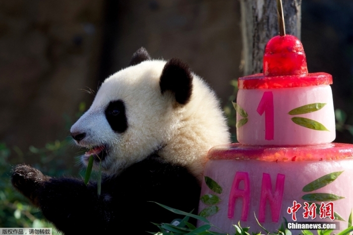 当地时间8月2日，法国博瓦尔动物园，旅法大熊猫双胞胎“欢黎黎”和“圆嘟嘟”庆祝1周岁生日。2021年8月2日	，旅法大熊猫双胞胎“欢黎黎”和“圆嘟嘟”在博瓦尔动物园出生
 。